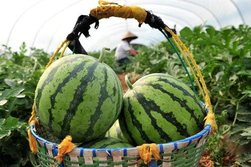 今日吃瓜有哪些瓜,盘点娱乐圈最新热点事件
